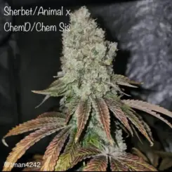 Sherbet/Animal x ChemD/ChemSis cannabis seeds by Cannarado Genetics