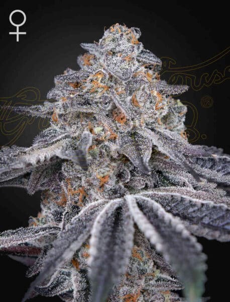 Greenhouse Seed Company Velvet Moon