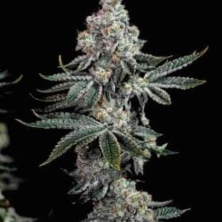 Close-up of a Grandpa's Cookies R2 V1 (F) cannabis plant with dense, frosty buds and dark green leaves against a black background.