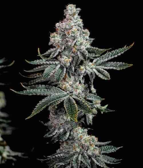 Close-up of a Grandpa's Cookies R2 V1 (F) cannabis plant with dense, frosty buds and dark green leaves against a black background.