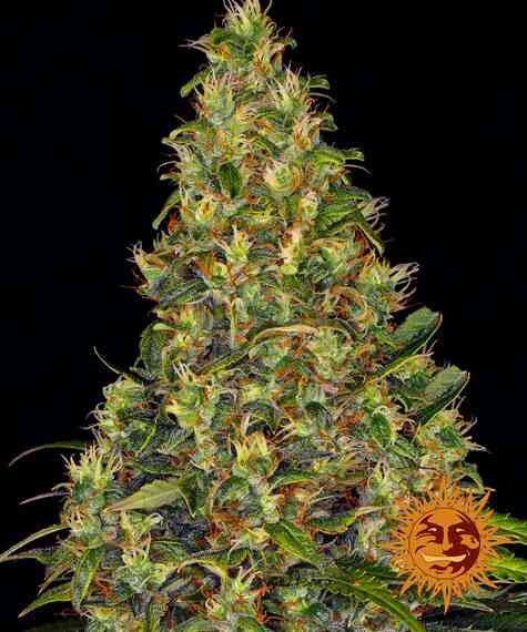Barney's Farm Moby Dick Auto