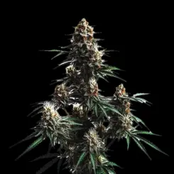 Jack Herer Auto Cannabis Seeds by Bulk White Label