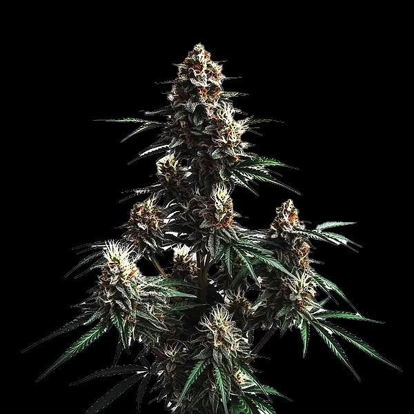 Jack Herer Auto