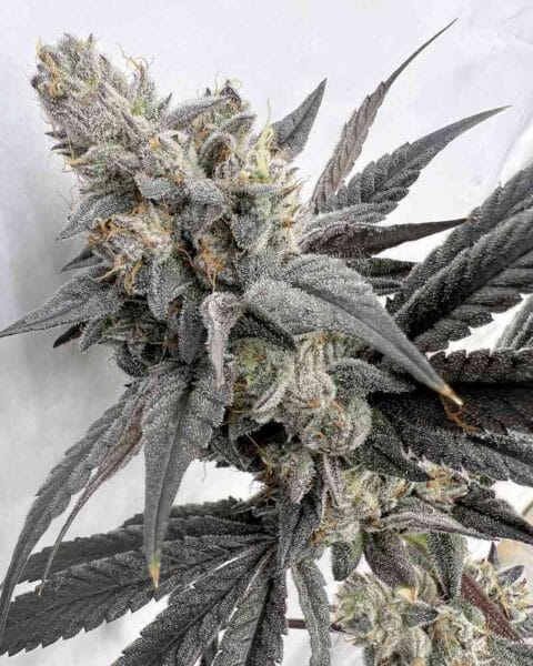 Solfire Gardens mega-mind