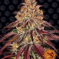 Barney's Farm Mimosa X Orange Punch Auto