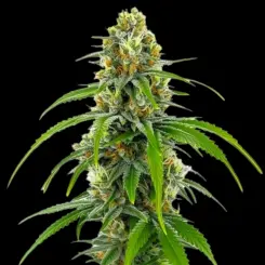 Moby Dick Cannabis Seeds by Bulk White Label