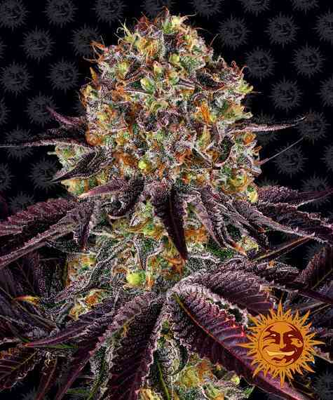 Barney's Farm Runtz X Layer Cake