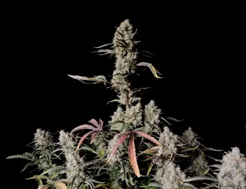 Fastbuds Gorilla Zkittlez Auto