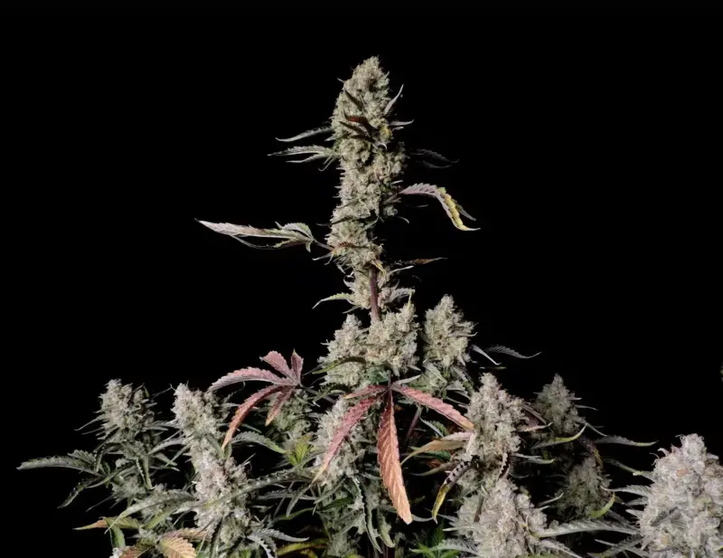 Fastbuds Gorilla Zkittlez Auto