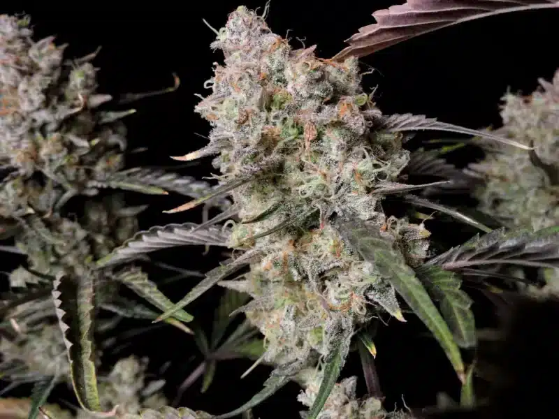 Fastbuds Gorilla Zkittlez Auto