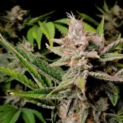 Fastbuds Cherry Cola