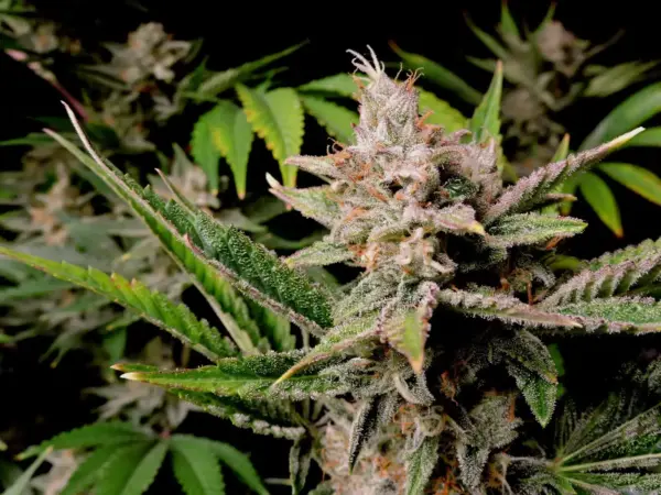 Fastbuds Cherry Cola