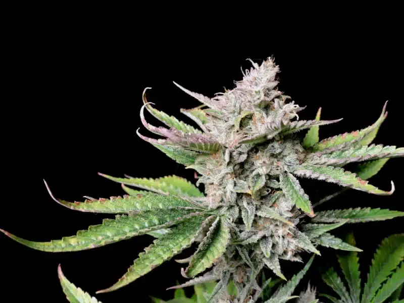 Fastbuds Cherry Cola Auto