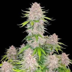 Cherry Cola Auto Cannabis Seeds by Fastbuds