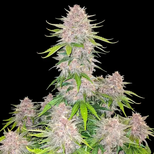 Cherry Cola Auto Cannabis Seeds by Fastbuds