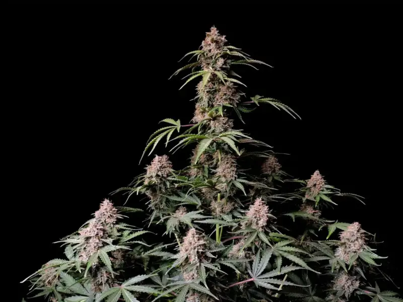 A dense Amnesia Zkittlez Auto with numerous buds and green leaves against a black background.