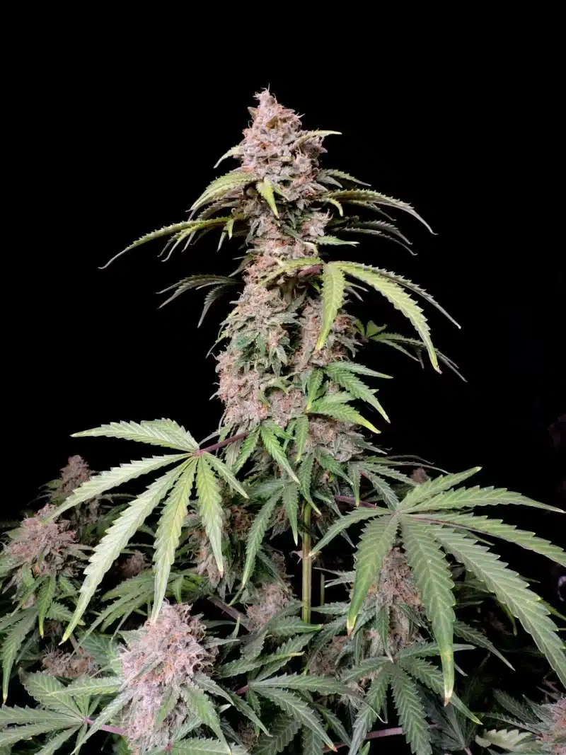 A mature Amnesia Zkittlez Auto cannabis plant with dense buds and serrated leaves, set against a black background.
