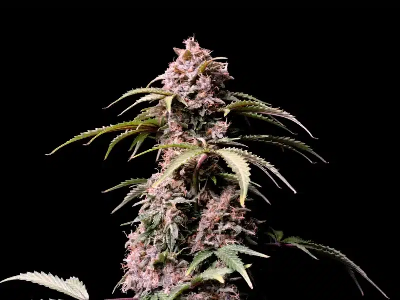 A close-up of an Amnesia Zkittlez Auto flowering cannabis plant against a black background, displaying dense buds with white trichomes and green fan leaves.