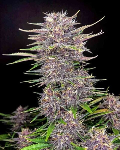 A cannabis plant with dense clusters of purple-hued flowers and green leaves against a black background showcases the vibrant beauty of Banana Purple Punch Auto.