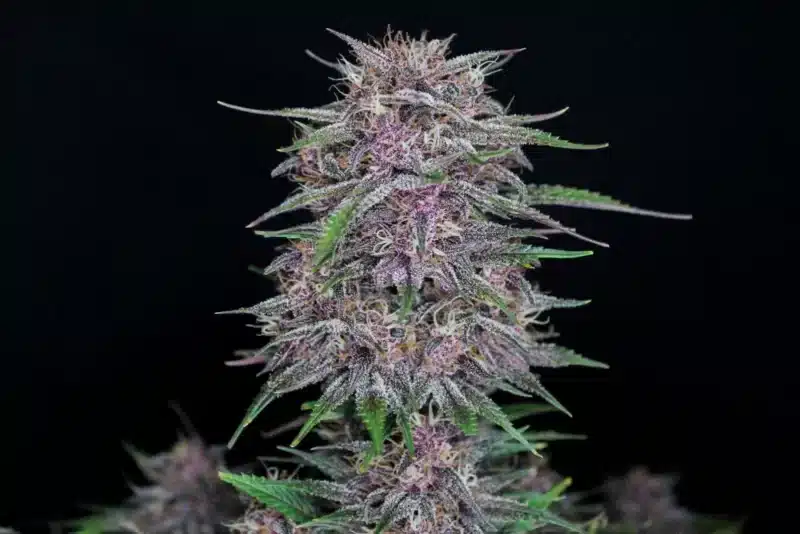 Close-up of a Banana Purple Punch Auto with dense, purple-tinged buds and green leaves against a black background.
