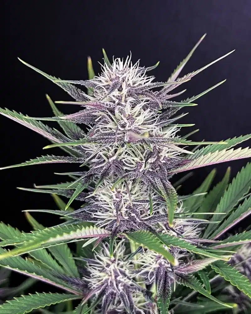 Here's the revised sentence with the product name replaced as requested:

Close-up of a Banana Purple Punch Auto with dense, frosty buds and long, thin leaves against a dark background.
