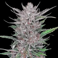 Gorilla Punch Auto Cannabis Seeds by Fastbuds
