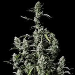 Gorilla Z Auto Cannabis Seeds by Fastbuds