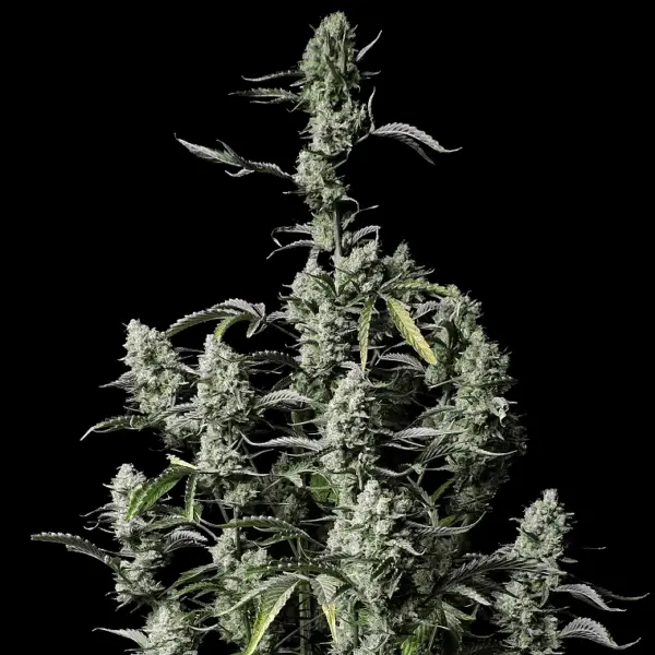 Gorilla Z Auto Cannabis Seeds by Fastbuds