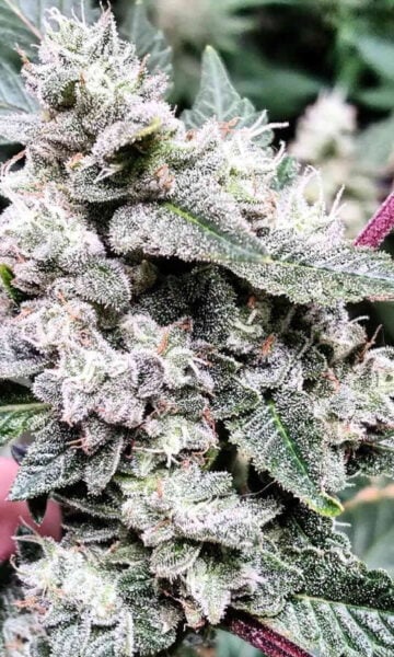 Close-up image of a Broken Arrow F1 (R) cannabis plant covered in trichomes on its leaves and buds, creating a frosty appearance.