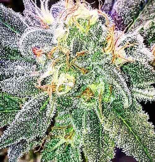 Close-up of a Cenote F1 (R) cannabis plant with vibrant, frosty trichomes covering the leaves and bud, displaying orange and yellow pistils.