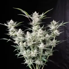 Fastbuds Strawberry Gorilla Auto