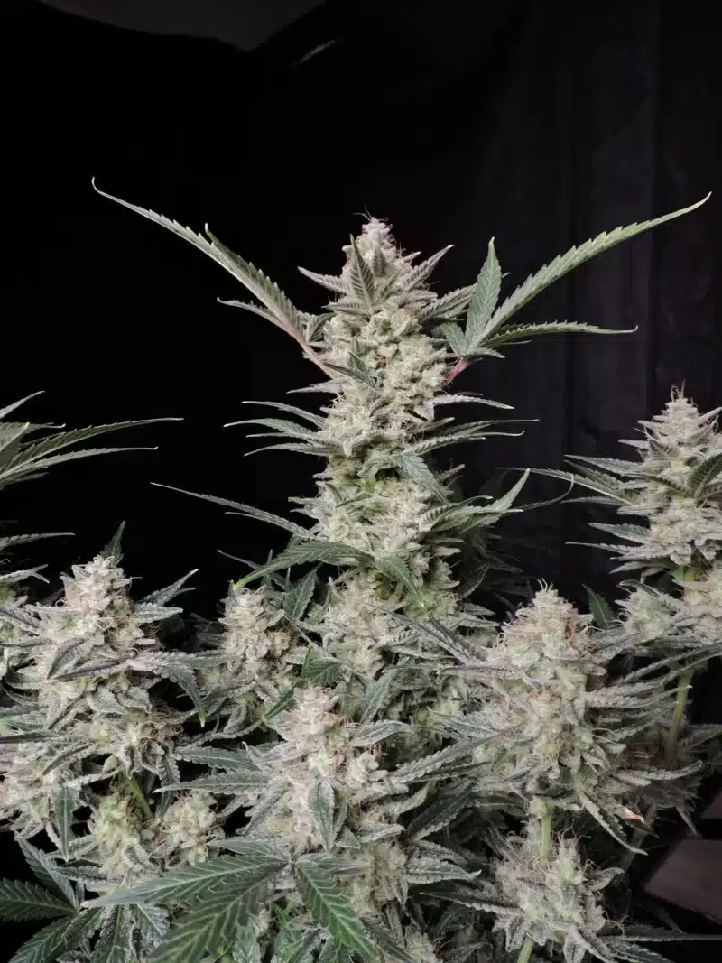 Fastbuds Strawberry Gorilla Auto