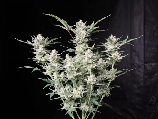 Fastbuds Strawberry Gorilla Auto