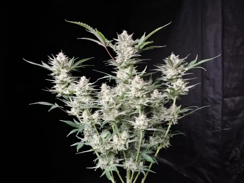 Fastbuds Strawberry Gorilla Auto