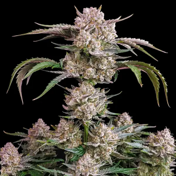 Strawberry Gorilla Auto Cannabis Seeds by Fastbuds