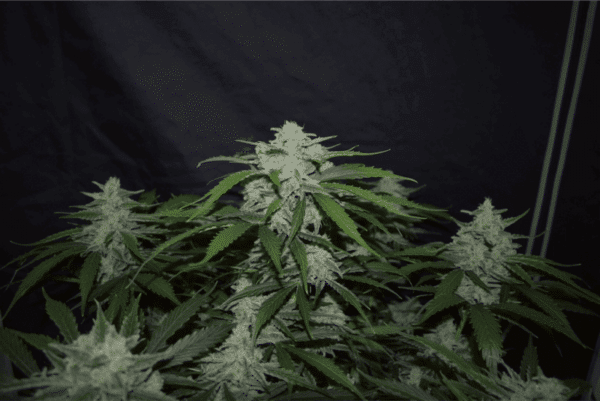 Mephisto Genetics Fugue State