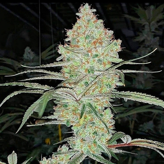 Ethos Genetics Super Lemon Haze IBL V2 Cannabis Seeds by Ethos Genetics