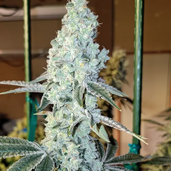 Zweet OG R2 Cannabis Seeds by Ethos Genetics
