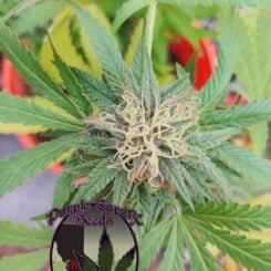 Purple Caper Seeds Blackberry Fire CBD