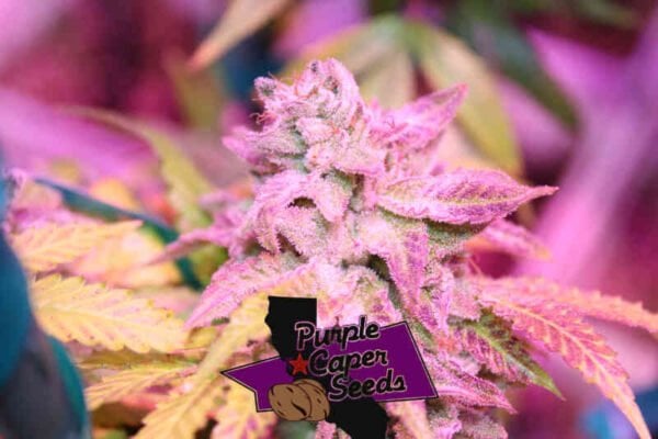 Purple Caper Seeds Blackberry OG