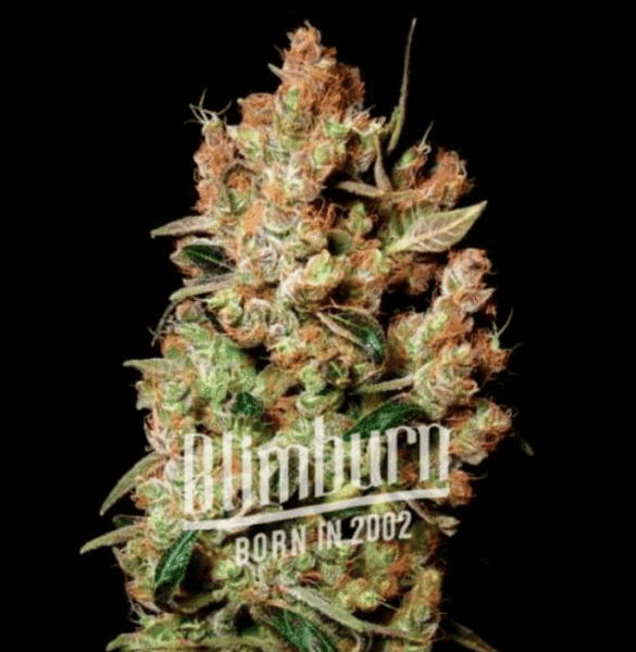 Blimburn Agent Orange