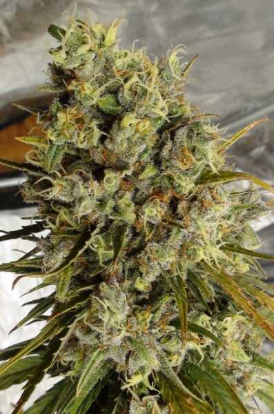 Close-up of a mature C5 Haze x Kali China (F) [LIMITED] cannabis bud with green leaves and orange hairs, covered in white trichomes, against a blurred background.