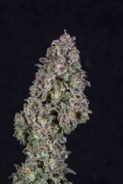 Purple Caper Seeds Chocolate Hashberry #3