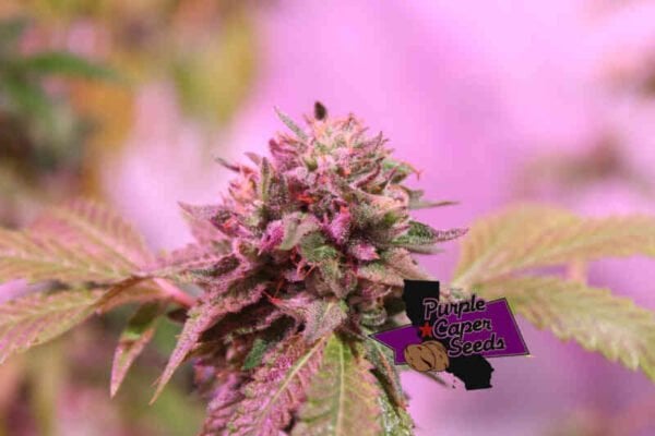 Purple Caper Seeds Chocolate Ice Cream