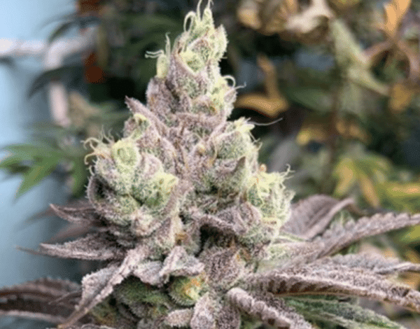 In House Genetics Dream Candy