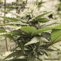 Cannarado Genetics Faygo Fireworks