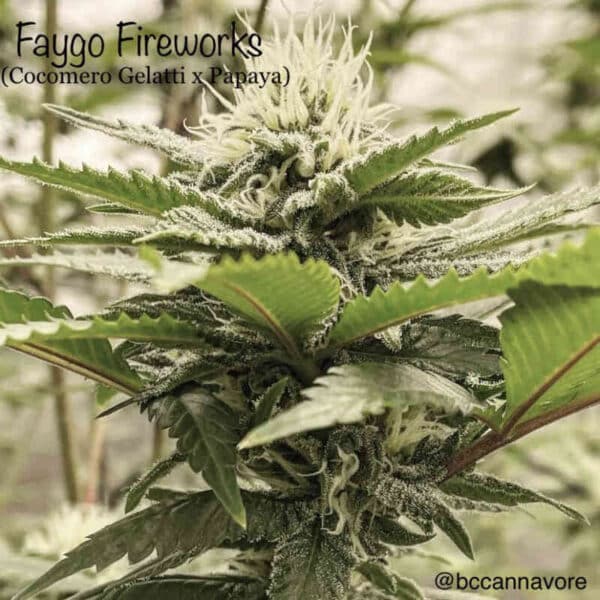 Cannarado Genetics Faygo Fireworks