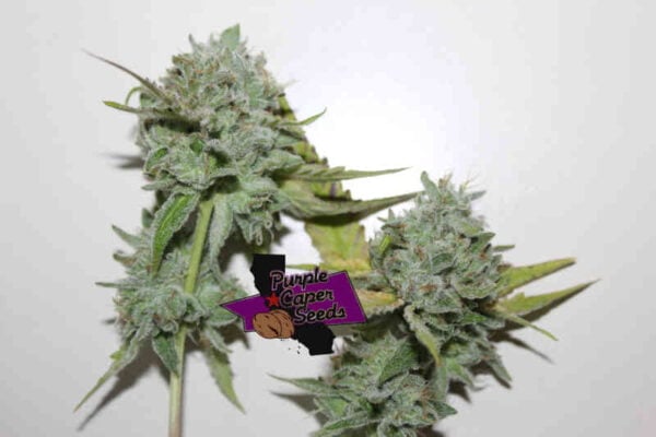 Purple Caper Seeds Fire OG