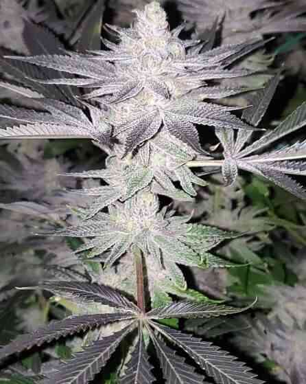 In House Genetics Frozen Grapes