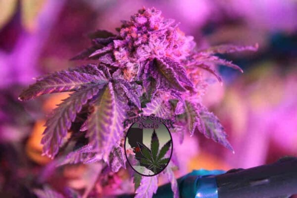 Purple Caper Seeds Gelato OG